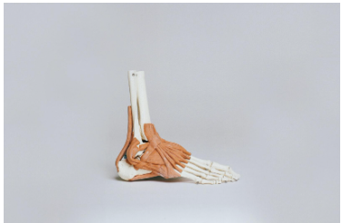 Bone and Joint Health