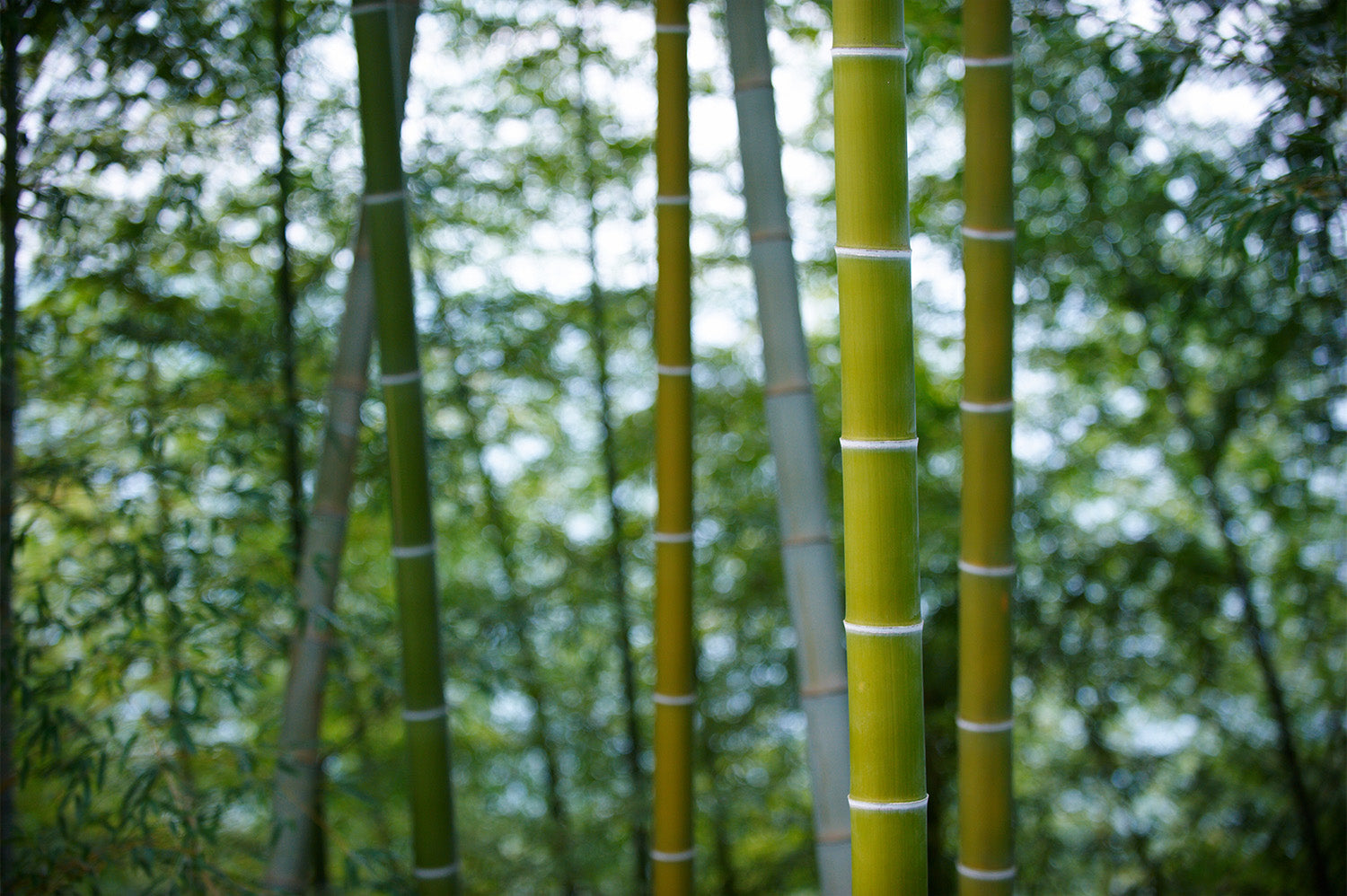 Bamboo