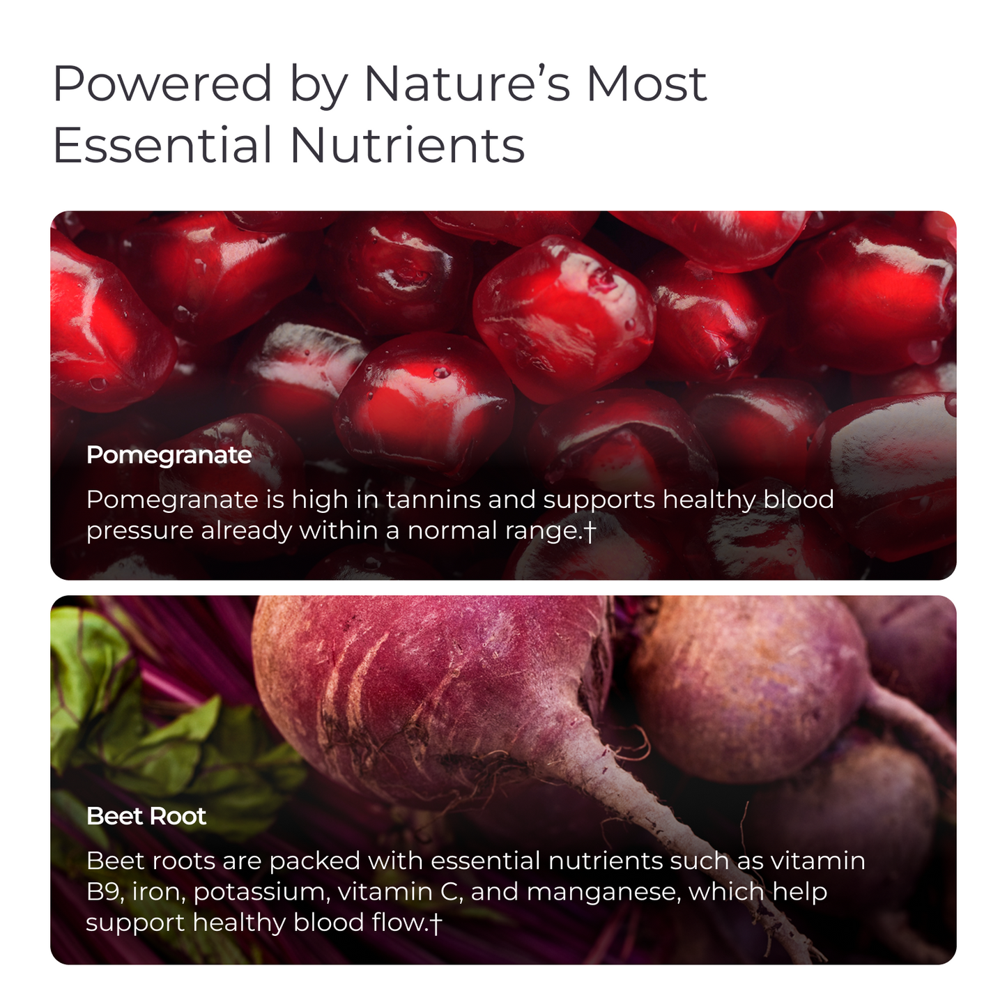 Livingood Daily Blood Pressure Support