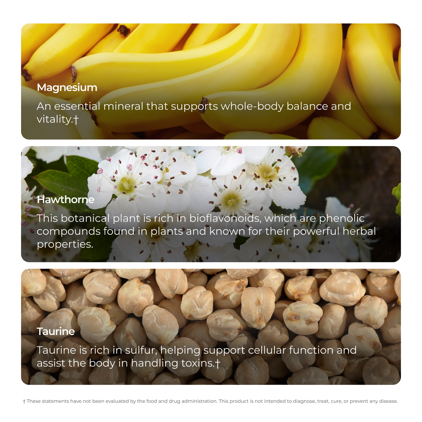 Livingood Daily Blood Pressure Support
