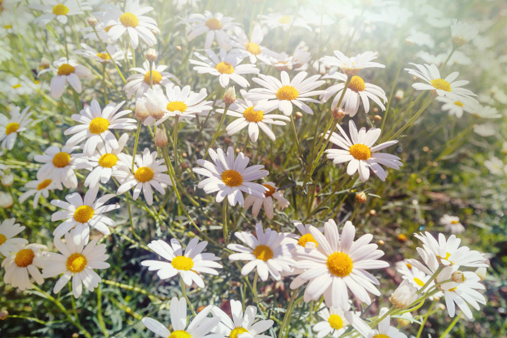 Chamomile