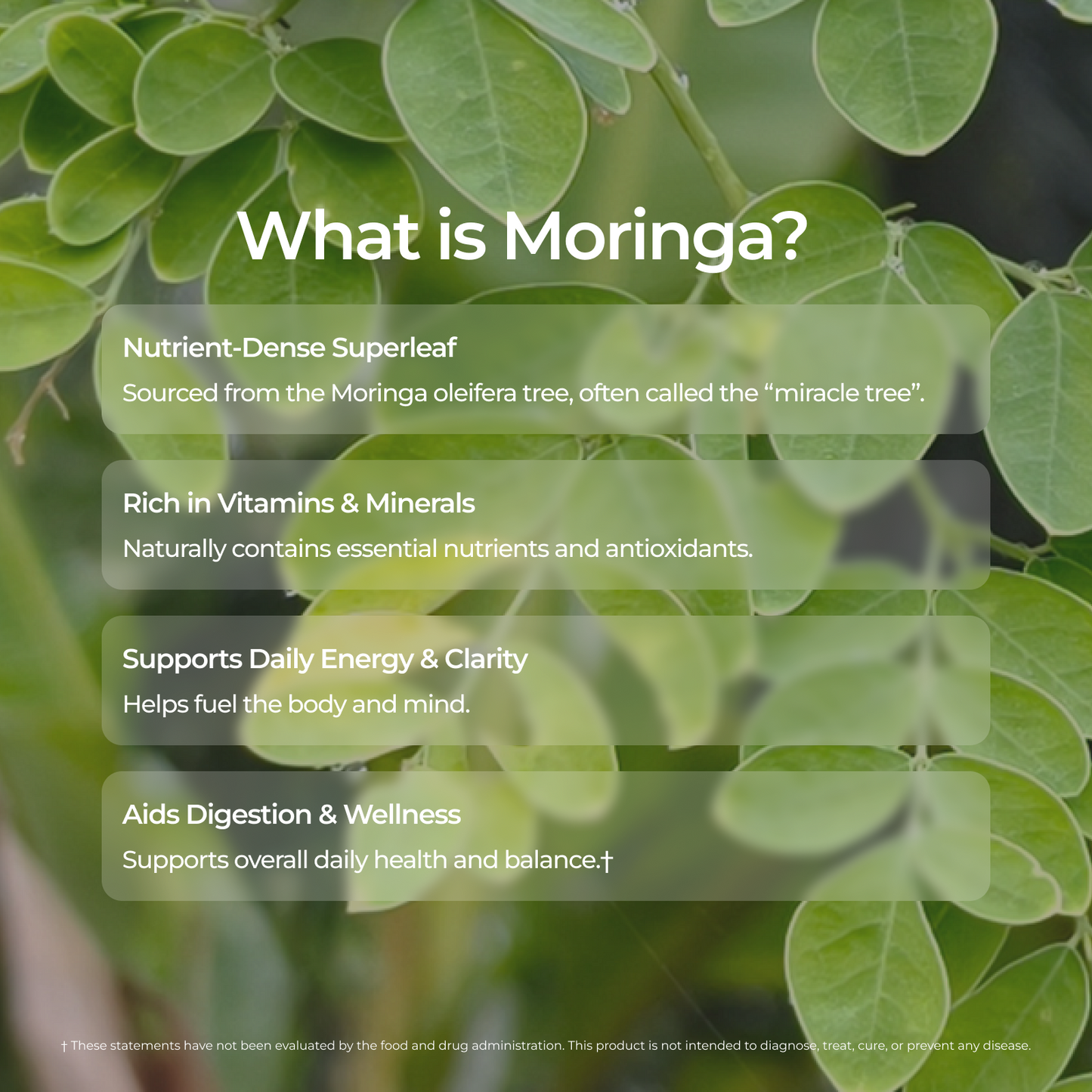 Livingood Daily Coffee + Moringa Ground Medium Roast