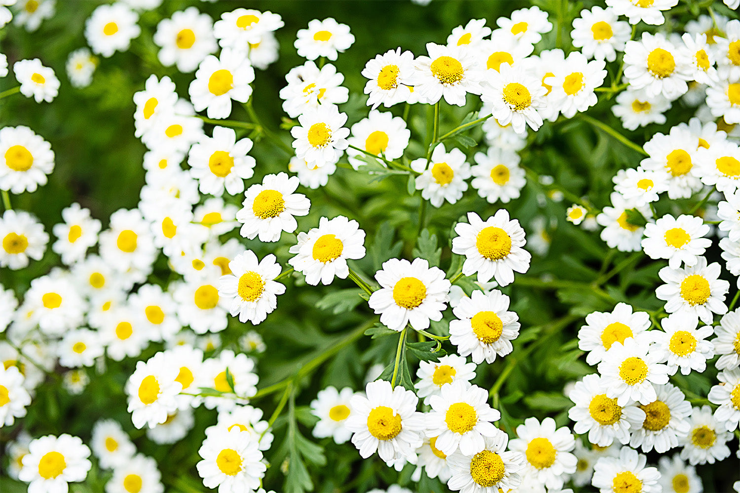 Feverfew