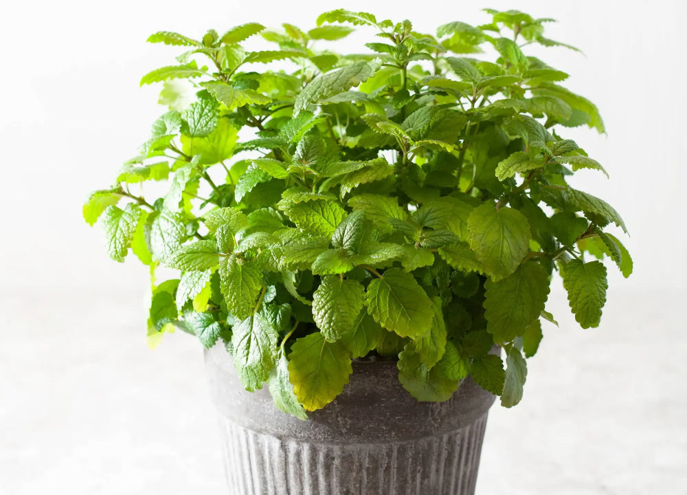 Lemon_Balm