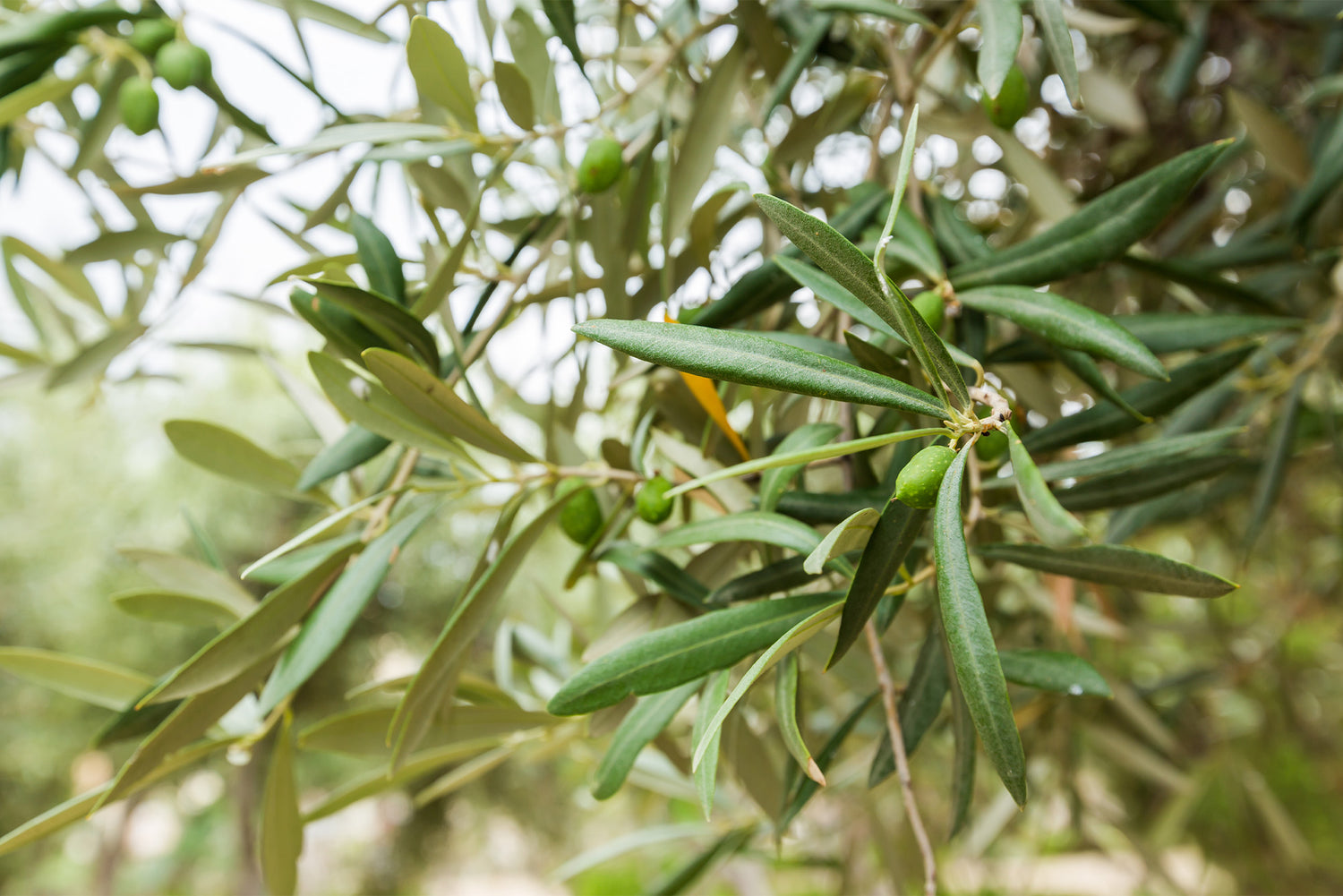 Olive_Leaf