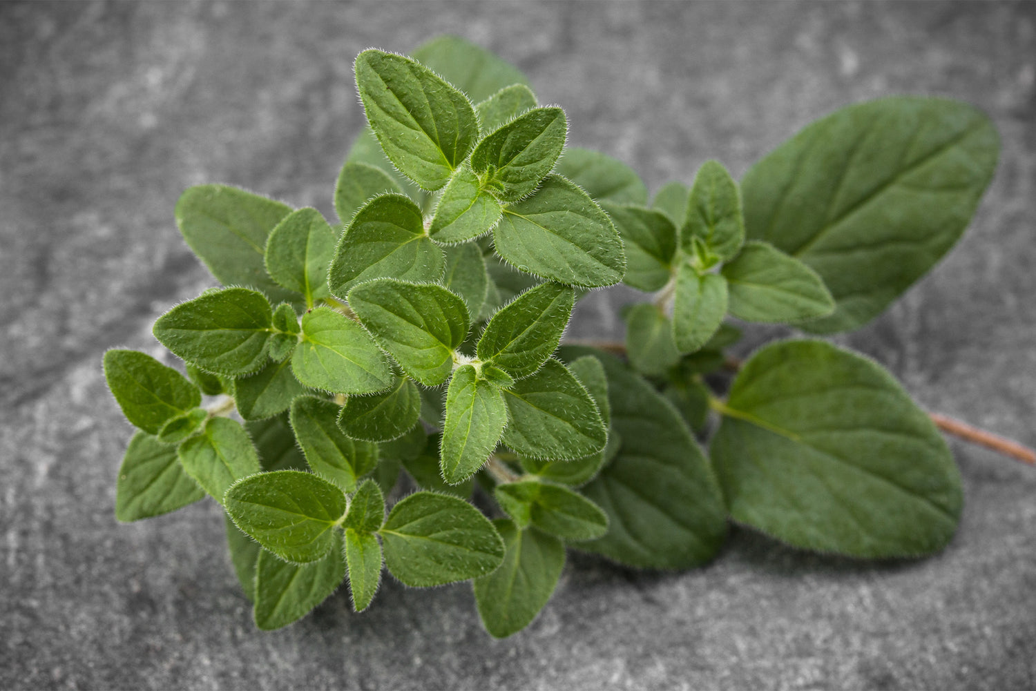 Oregano_Leaf