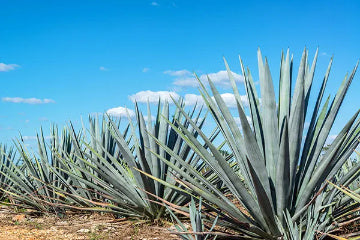 Prebiotic Organic Blue Agave Inulin