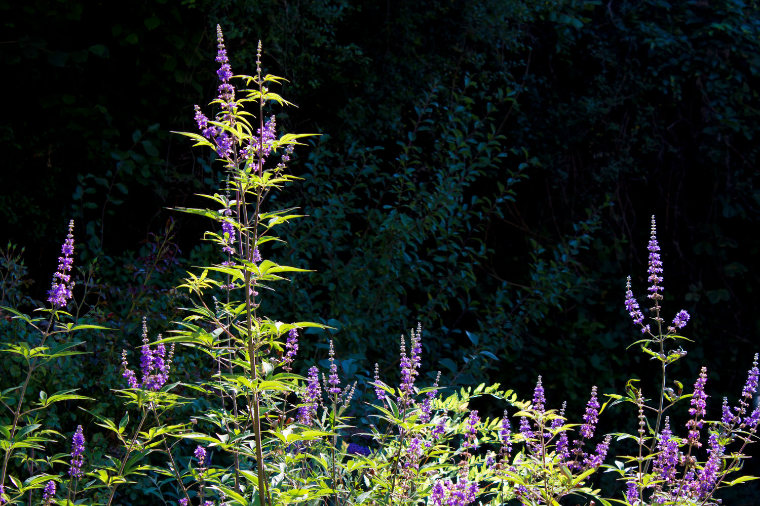 Vitex_Chaste_Tree_Berry