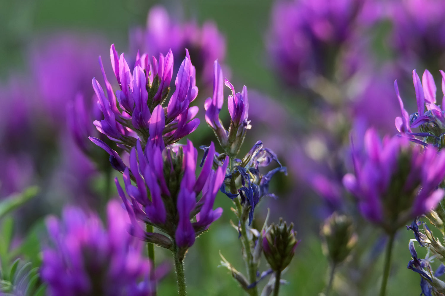 astragalus