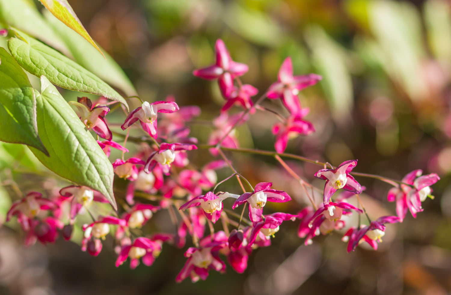 epimedium_horny_goat_weed