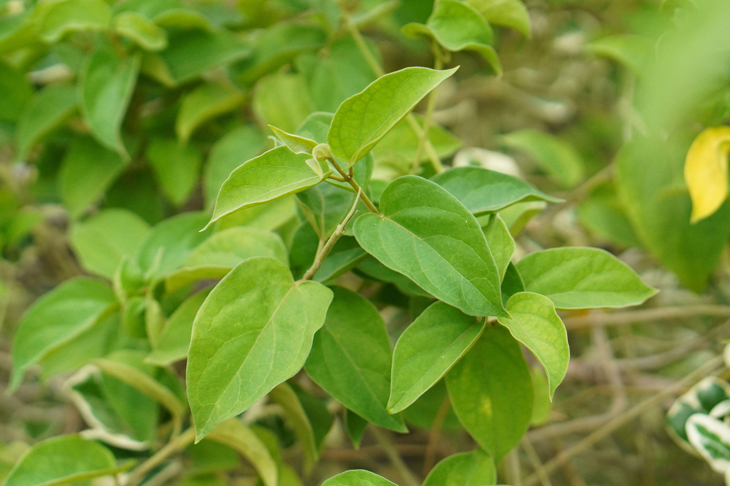 gymnema-sylvestre-smaller