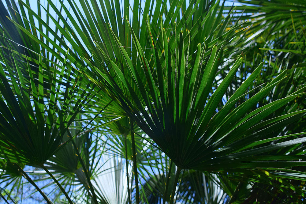 saw-palmetto-small